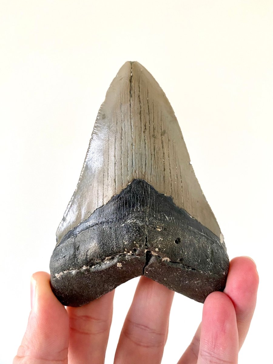 4.58" Megalodon tooth fossil from USA - FossilsAndMore