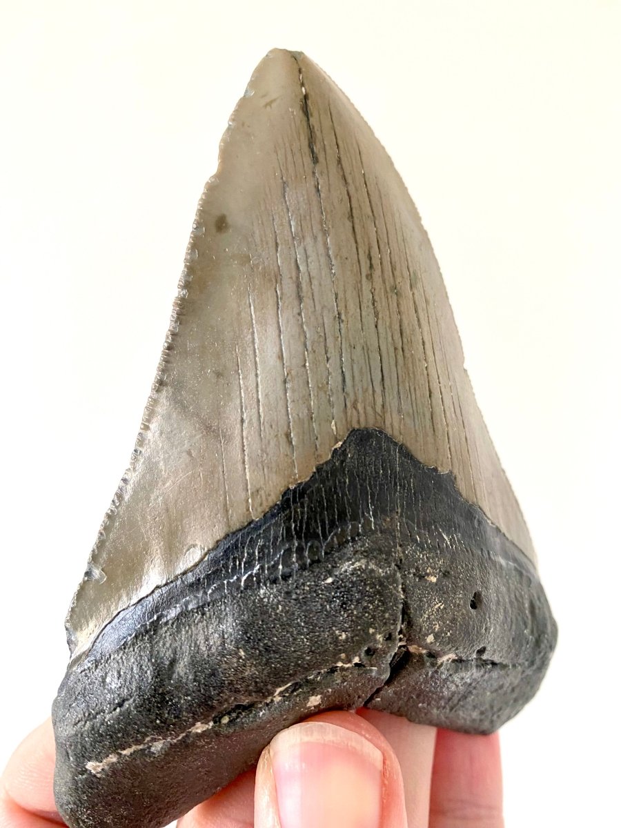 4.58" Megalodon tooth fossil from USA - FossilsAndMore