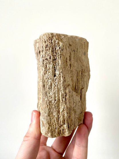 4.58" Petrified wood from Indonesia, Dipterocarpus - FossilsAndMore