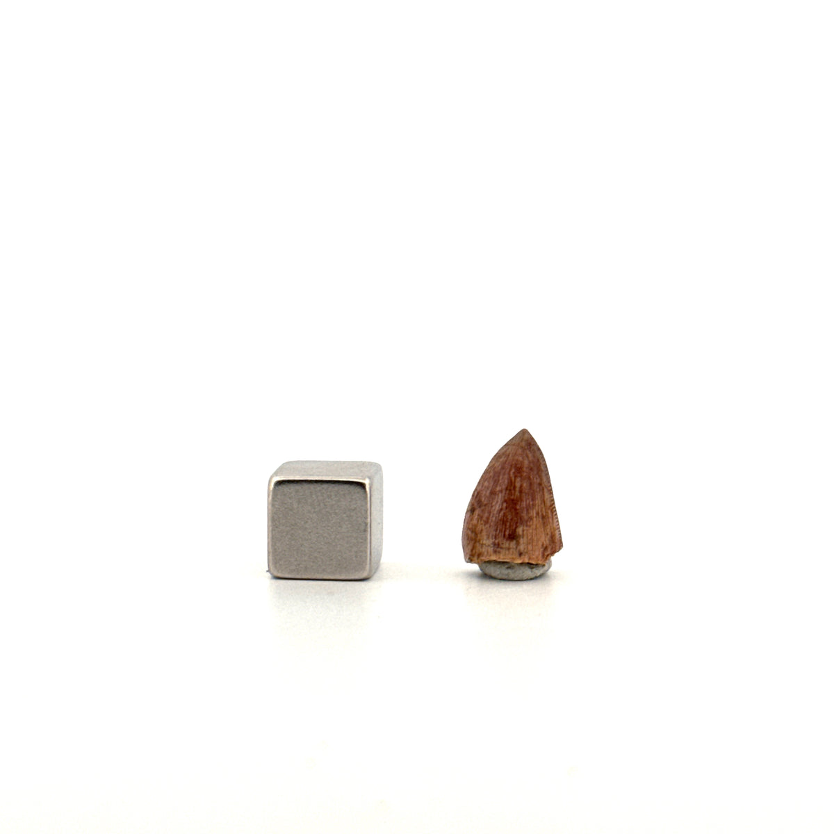 Redondasaurus, Phytosaur fossils tooth  from Late Triassic, USA | 0.52"