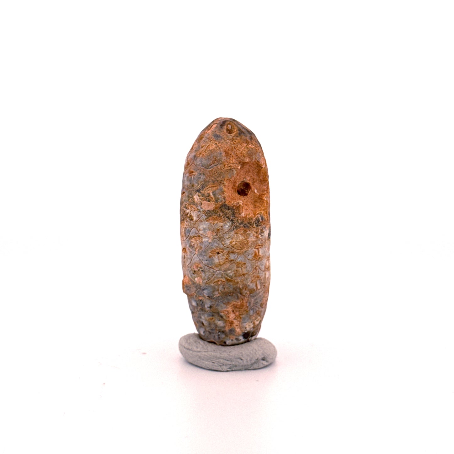 Fossiele Pijnappel, Equicalastrobus chinlea (1.80 inch) - Eoceen plantenfossiel uit Marokko
