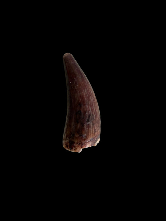 Redondasaurus, Phytosaur fossils tooth  from Late Triassic, USA | 0.48"