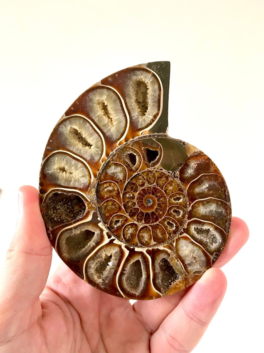 4.66" Ammonite Fossil, Cleoniceras species (2 - sides, cut and polished) - FossilsAndMore