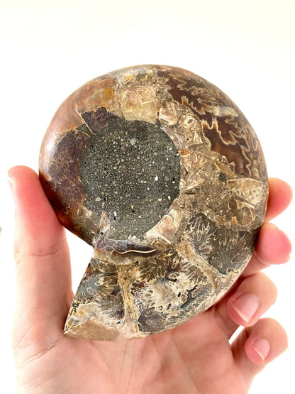 4.66" Ammonite Fossil, Cleoniceras species (2 - sides, cut and polished) - FossilsAndMore