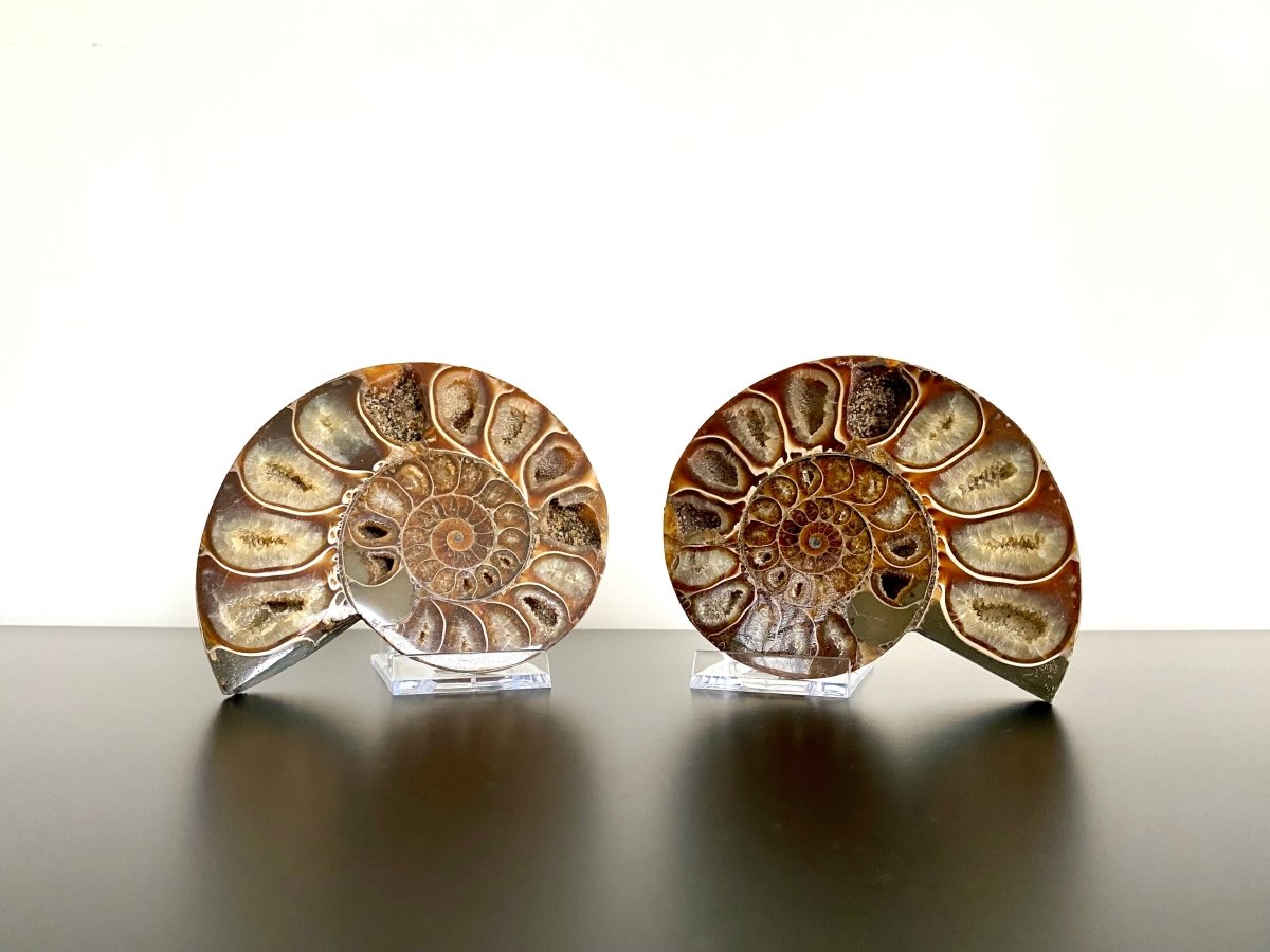 4.66" Ammonite Fossil, Cleoniceras species (2 - sides, cut and polished) - FossilsAndMore