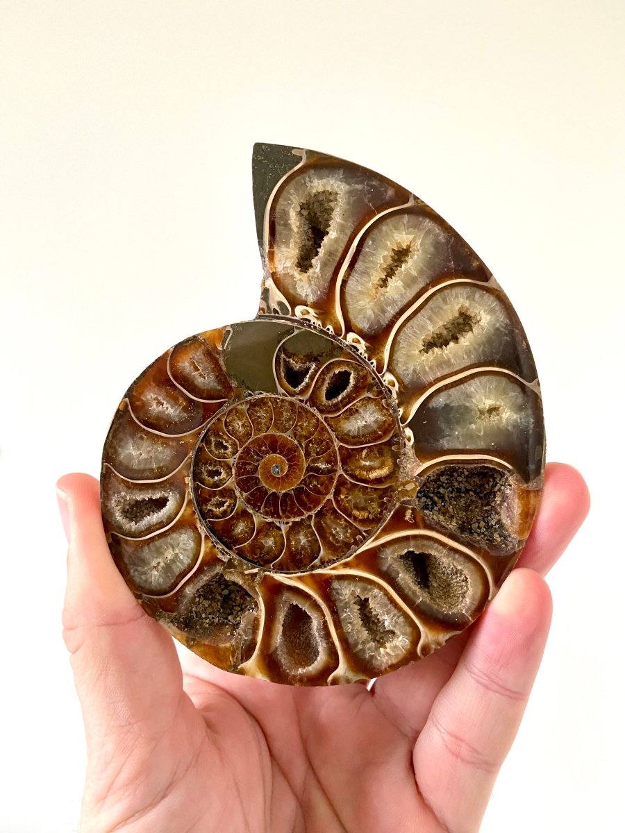 4.66" Ammonite Fossil, Cleoniceras species (2 - sides, cut and polished) - FossilsAndMore