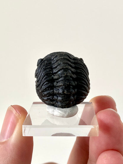 Morocops fossil Trilobite rolled up,  Devonian age