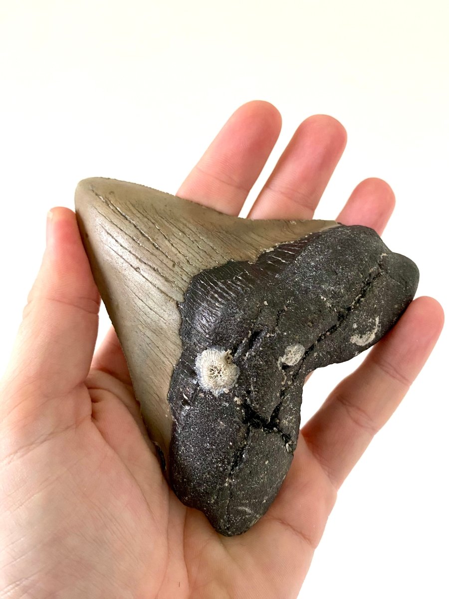 4.78" Megalodon tooth fossil from USA - FossilsAndMore