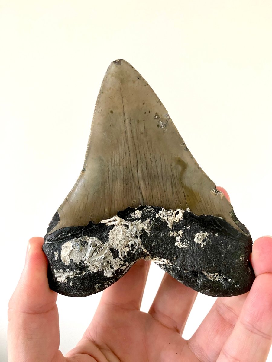 4.78" Megalodon tooth fossil from USA - FossilsAndMore