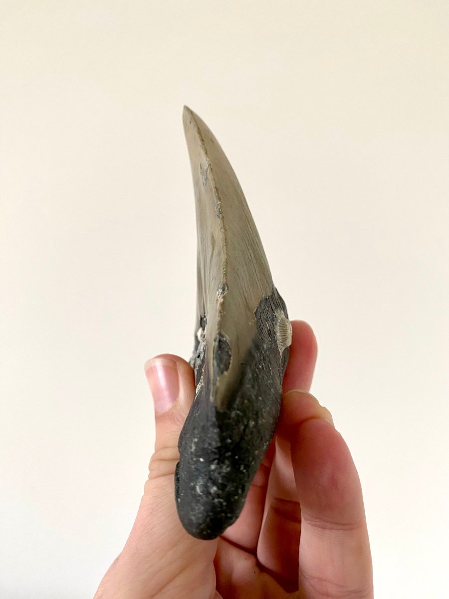 4.78" Megalodon tooth fossil from USA - FossilsAndMore