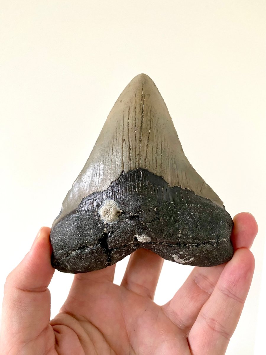 4.78" Megalodon tooth fossil from USA - FossilsAndMore