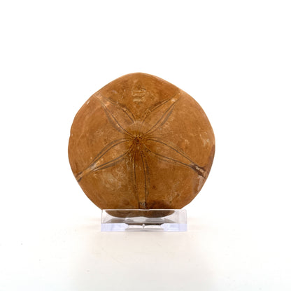 Pygurus Marmonti, sea urchin from Jurassic, Madagascar (3.05")