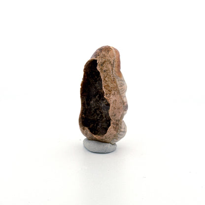 Holenbeer (Ursus spelaeus) kies uit het Pleistoceen, Roemenië (1,75 inch)