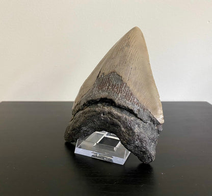 4.80" Megalodon tooth fossil from USA - FossilsAndMore