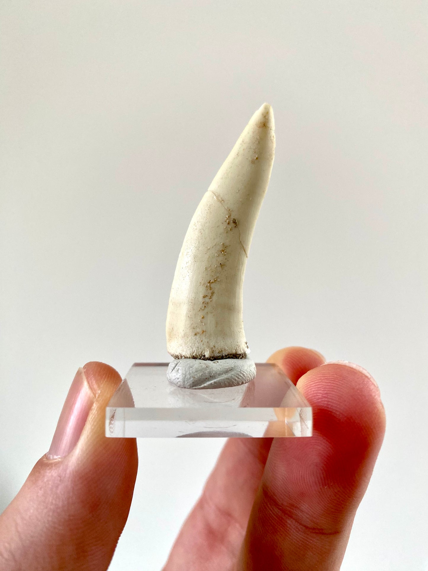 Enchodus Libycus fossil tooth