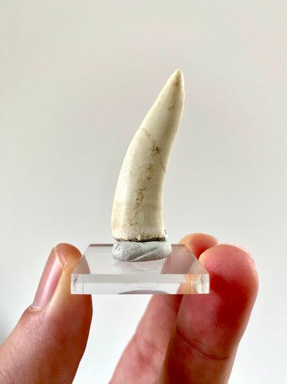 Enchodus Libycus fossil tooth