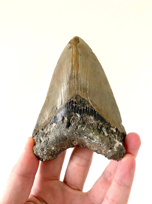 4.86" Megalodon tooth fossil from USA - FossilsAndMore