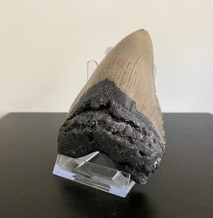 4.92" Megalodon tooth fossil from USA - FossilsAndMore