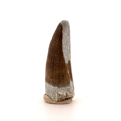 Suchomimus tenerensis Dinosaur Tooth (1.98") - Cretaceous Spinosaurid from Niger