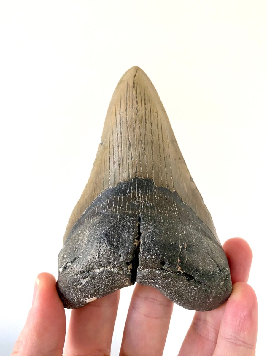 4.94" Megalodon tooth fossil from USA - FossilsAndMore