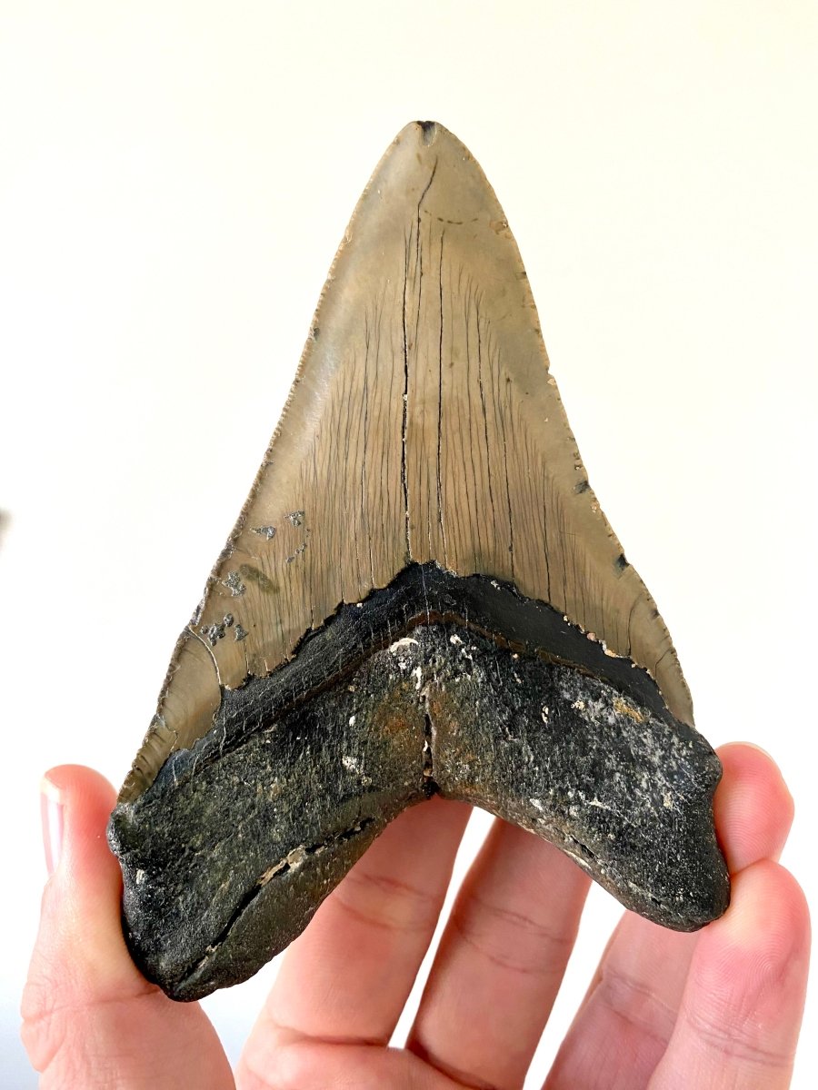 4.94" Megalodon tooth fossil from USA - FossilsAndMore