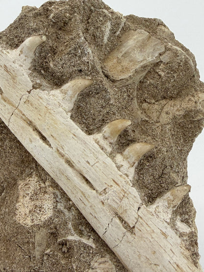 Halisaurus Arambourgi Kaakfragment met 5 Tanden op Matrix – Marokko