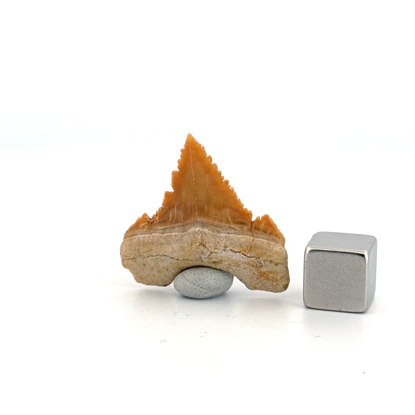 Palaeocarcharodon orientalis Tooth (1.13") from Morocco