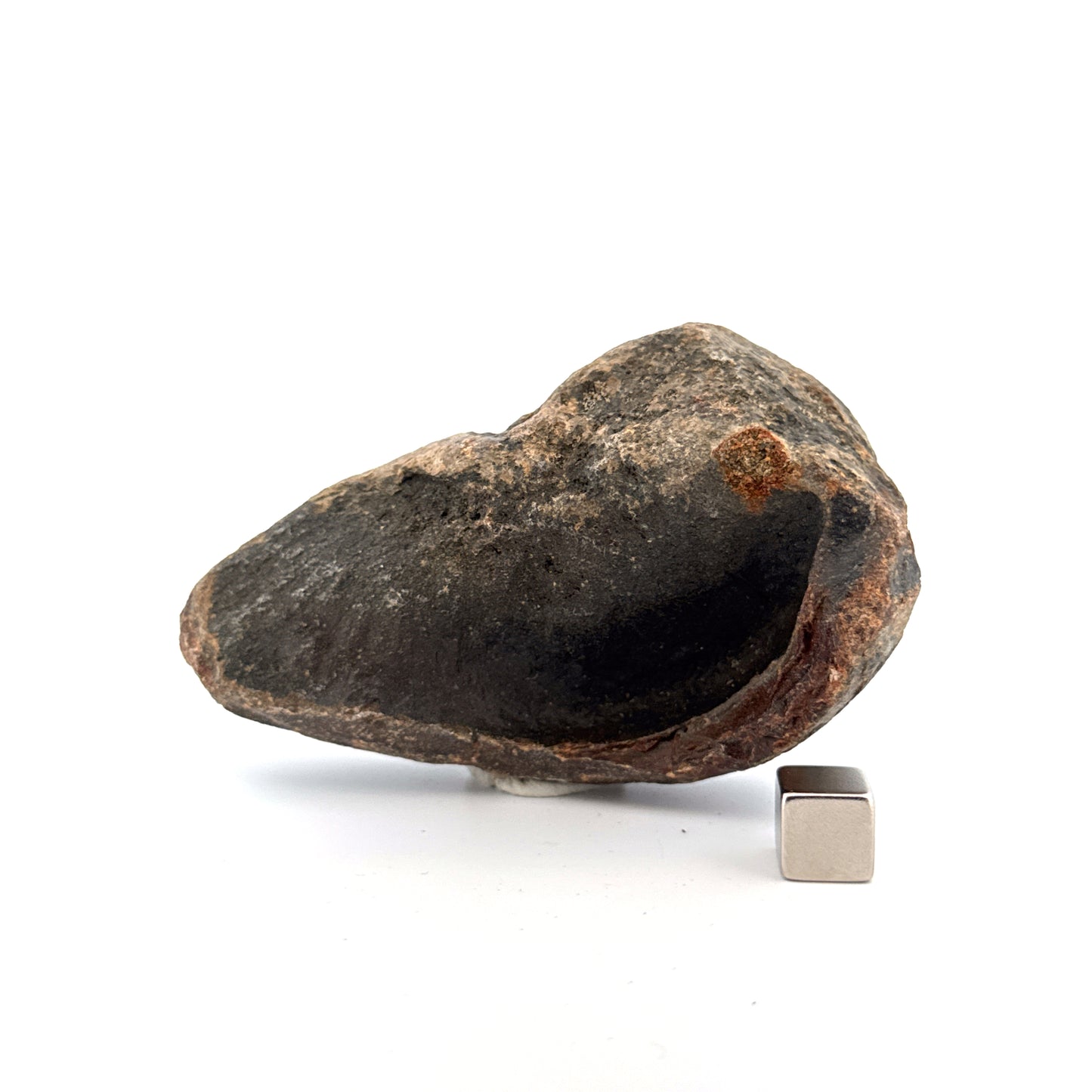 Fossil Whale Ear Bone from Antwerp Region, Cetacean Tympanic Bulla (3.13")