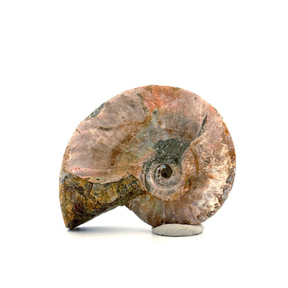 Iriserende ammoniet uit het Krijt, Madagaskar | 2,66 inch)