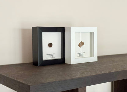 Decorative Oviraptor Species Dinosaur Eggshell Fossil in picture frame