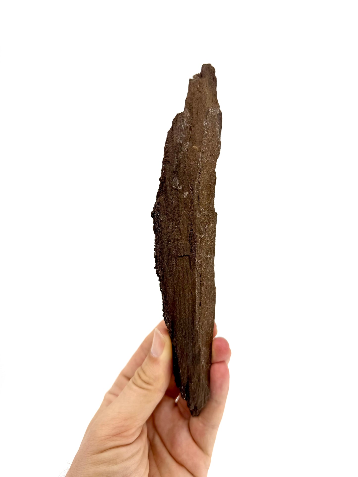 Permineralized Wood Covered In Druzy Quartz from Germany (210 Grams)