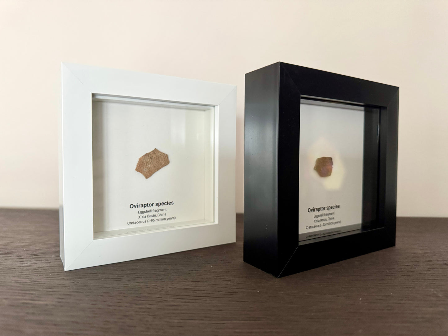 Decorative Oviraptor Species Dinosaur Eggshell Fossil in picture frame