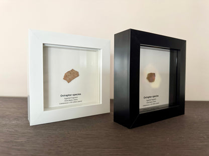Decorative Oviraptor Species Dinosaur Eggshell Fossil in picture frame
