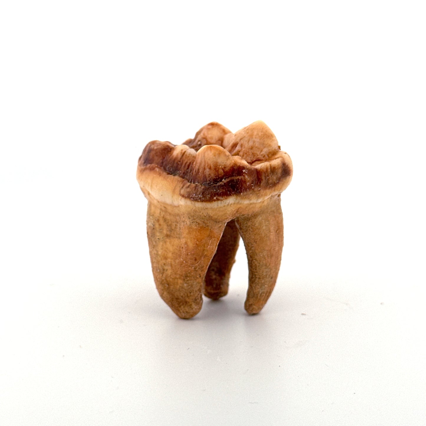 Cave Bear (Ursus spelaeus) molar from pleistocene, Rumania (1.41")
