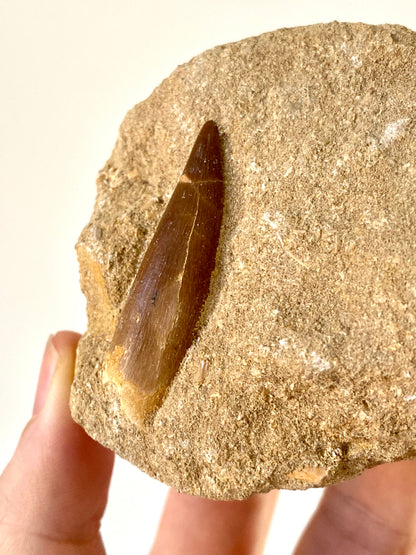 Fossil Plesiosaurus tooth on Matrix