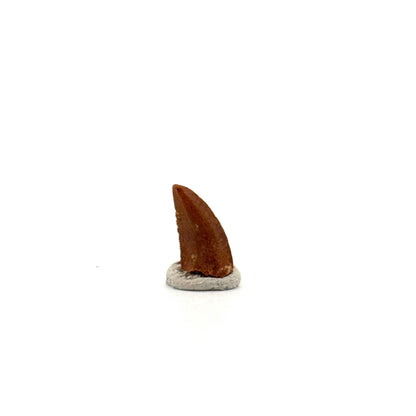 Abelisaurid fossil dinosaur tooth from Kem Kem, Morocco (0.49")