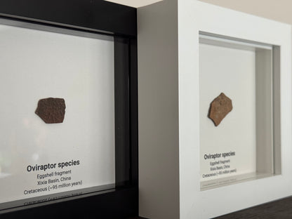 Decorative Oviraptor Species Dinosaur Eggshell Fossil in picture frame