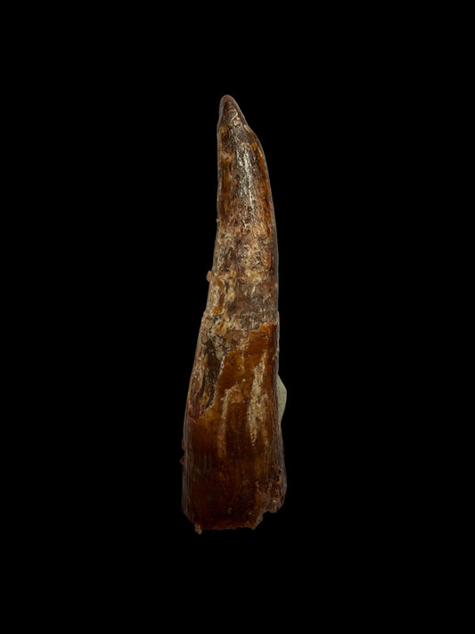 Pterosaur fossil tooth from Morocco | 1.23"