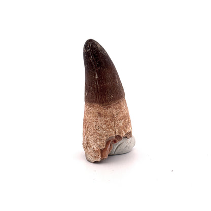 Maroccosuchus zennaroi Fossil tooth (1.73") from Morocco