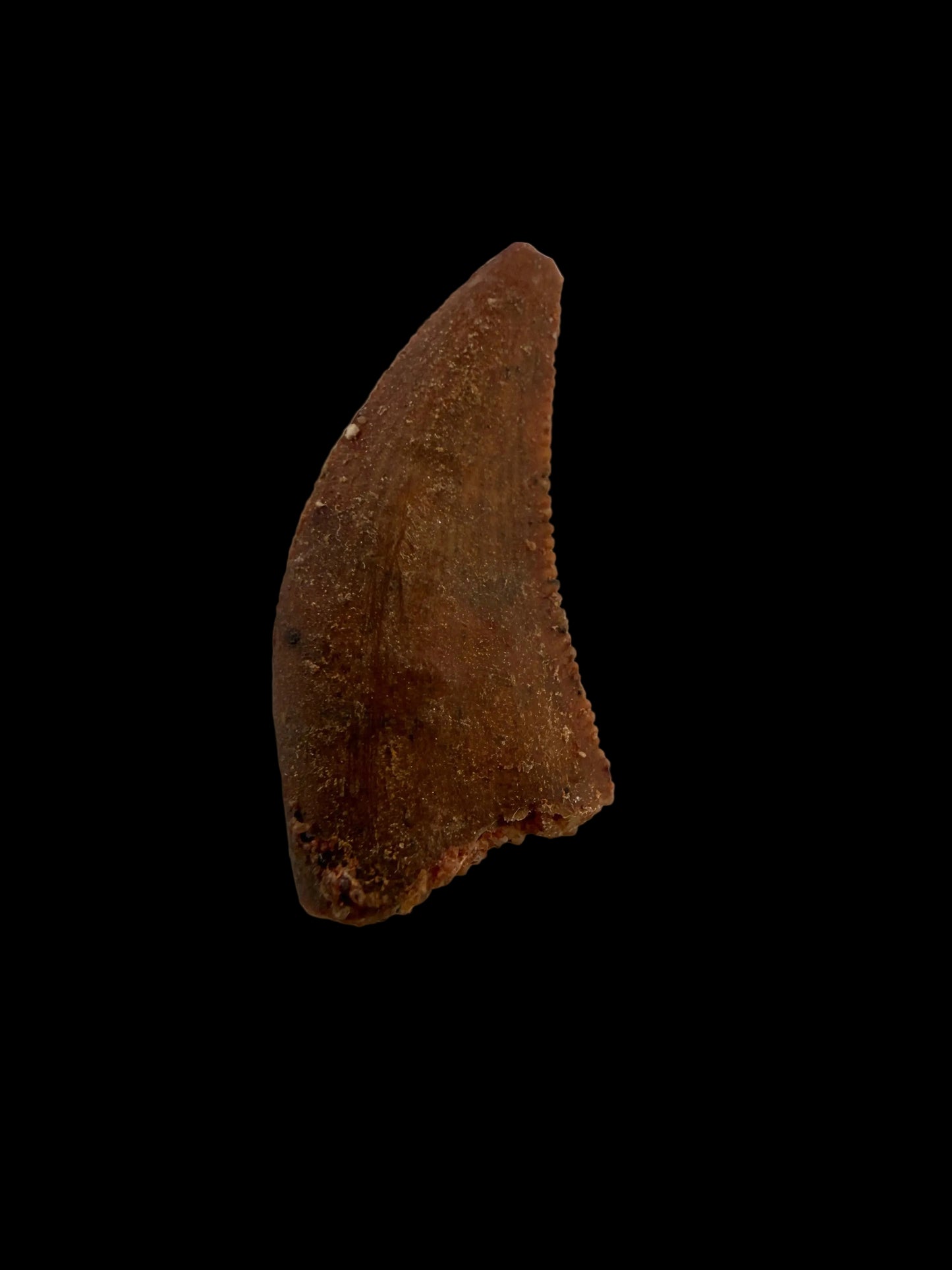 Abelisaurid fossil dinosaur tooth from Kem Kem, Morocco (0.58")