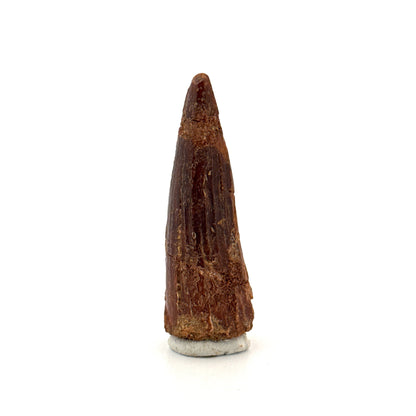 Spinosaurus Tooth Fossil (1.91") – Late Cretaceous Dinosaur tooth from Morocco