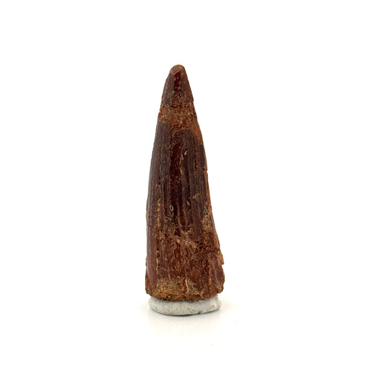 Spinosaurus Tooth Fossil (1.91") – Late Cretaceous Dinosaur tooth from Morocco