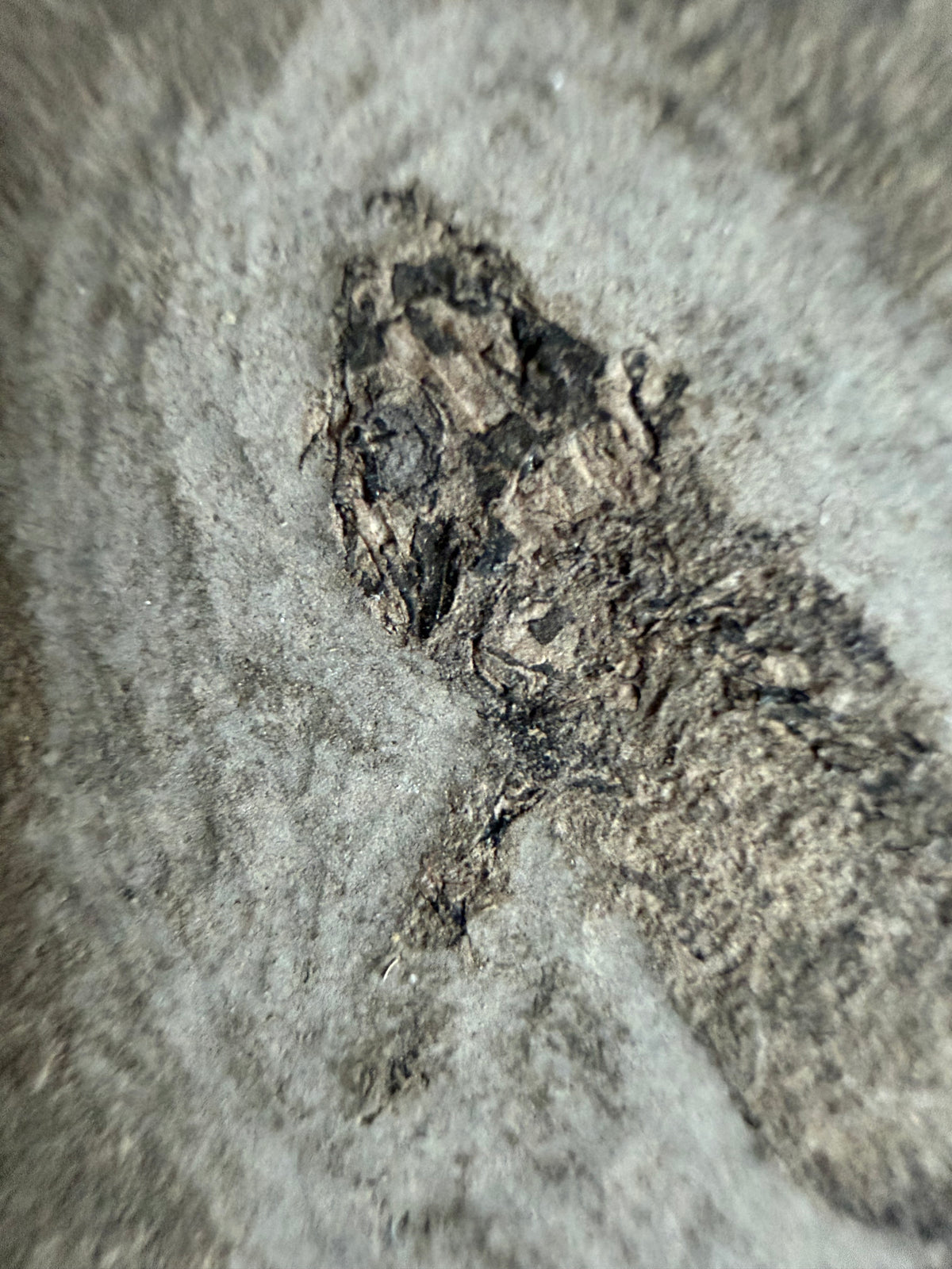Permian temnospondyl Amphibian Fossil from Germany, Positive & Negative | 1.53"