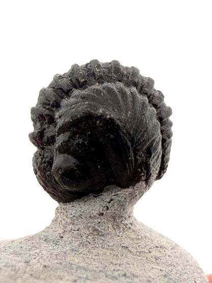 Gerastos granulosus Devoon Trilobiet Fossiel uit Marokko (S04)