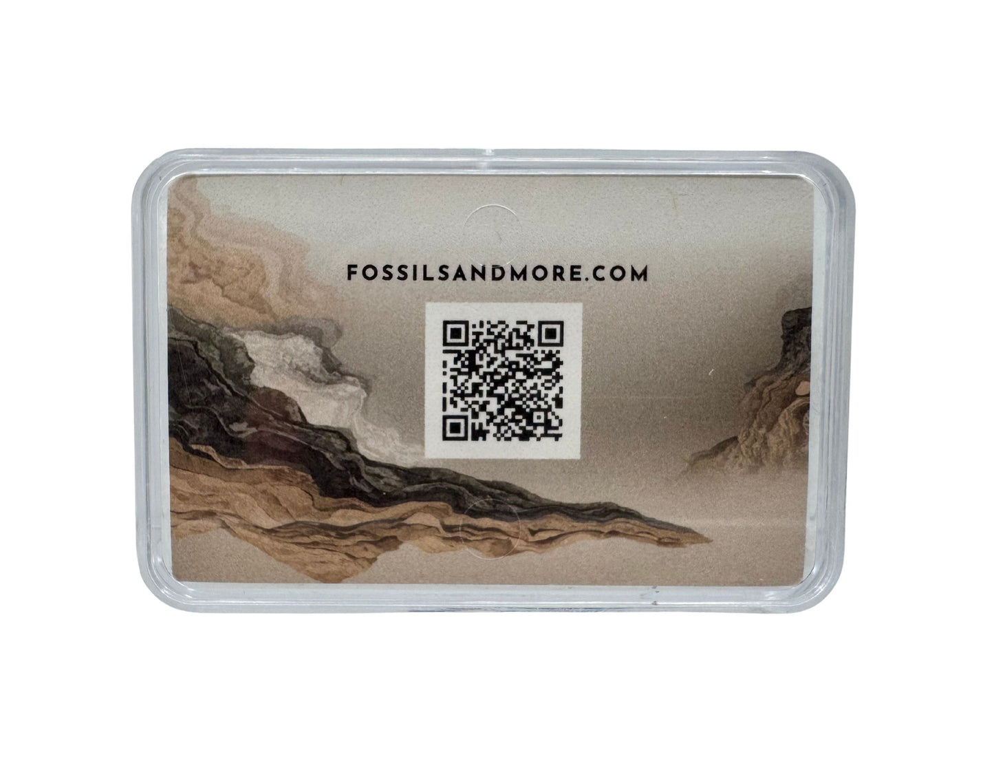 Edmontosaurus Tandfragment uit de Hell Creek Formatie in Gift Box