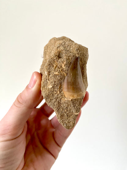 Mosasaurus fossil tooth on Matrix