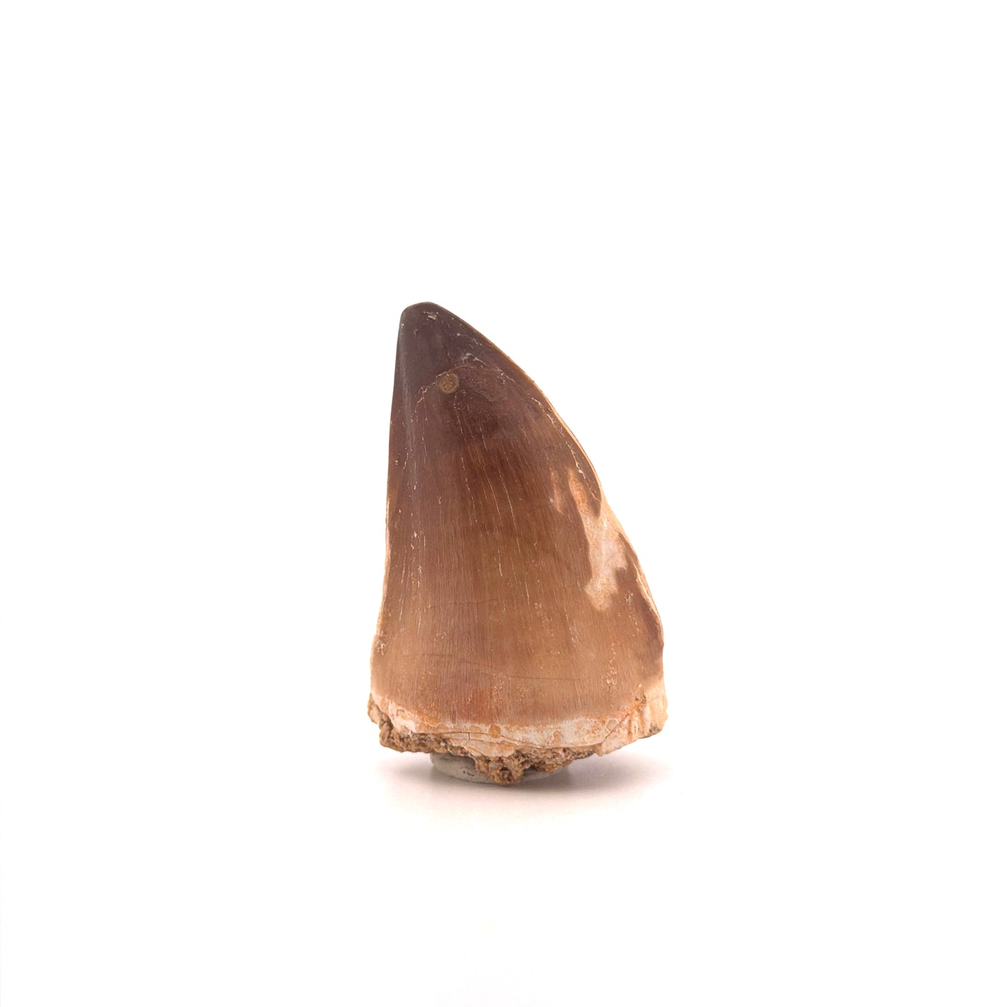 Mosasaurus tandfossiel uit het Laat-Krijt, Marokko (2.04 inch)