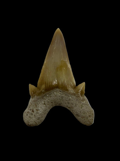 Otodus obliquus fossiele haaientand uit het Eoceen, Marokko | 1,62 inch