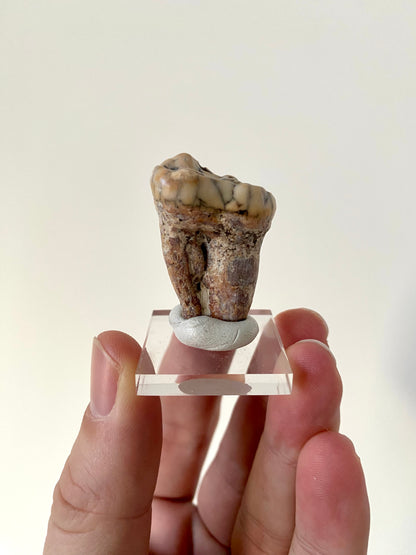 Cave Bear Molar (Austria)