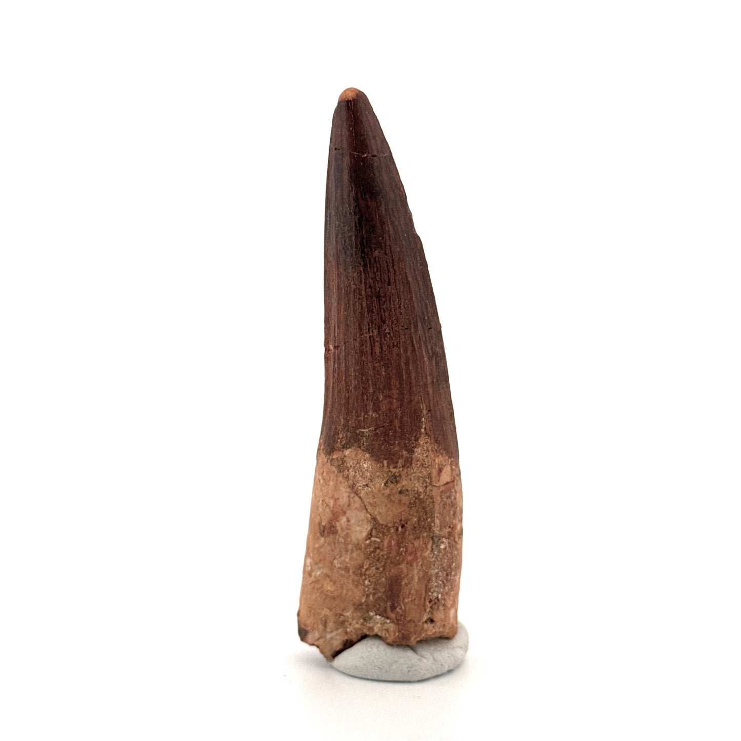 Spinosaurus Tooth Fossil (3.04") – Late Cretaceous Dinosaur tooth from Morocco